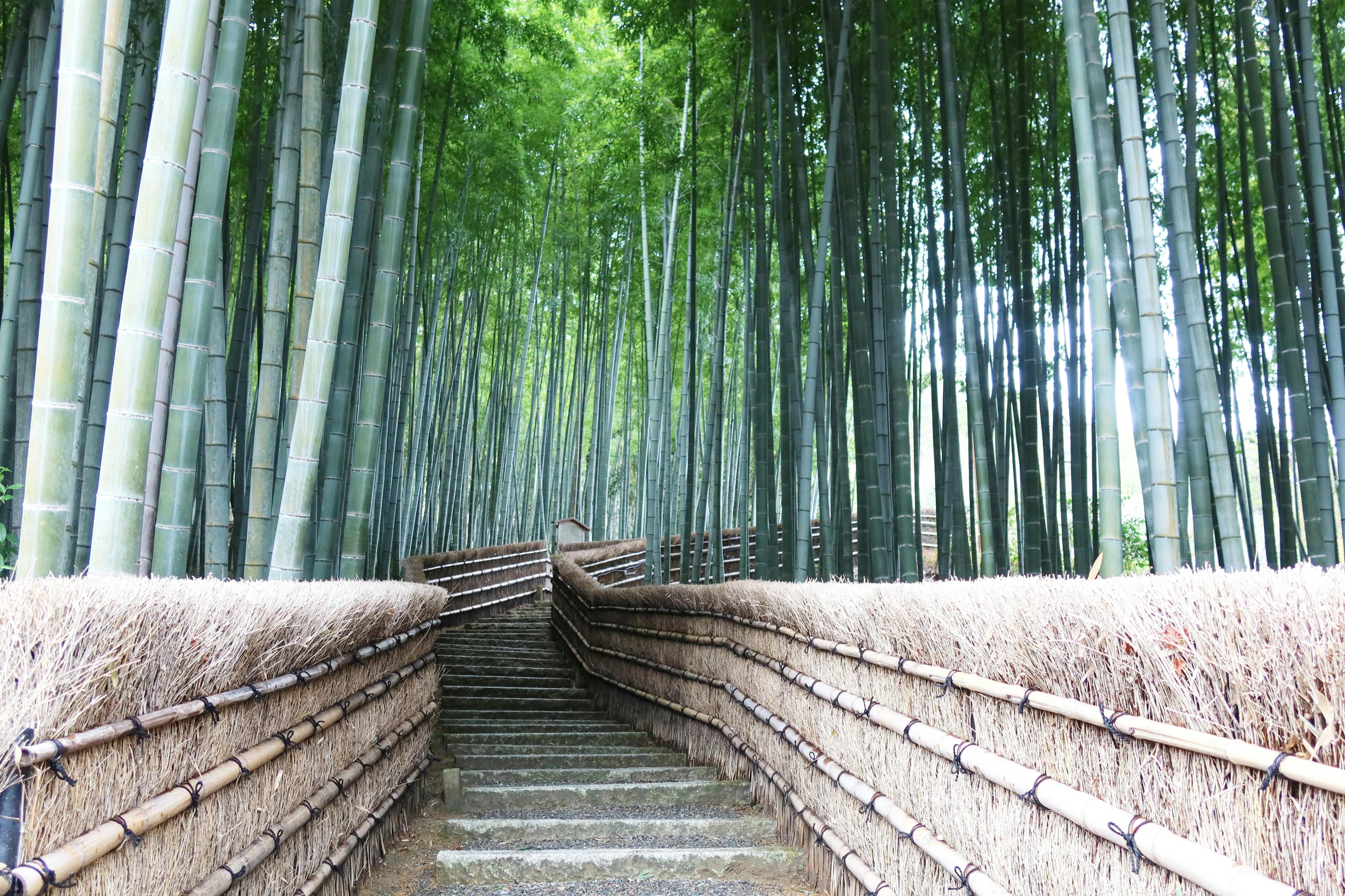 Kyoto's Arashiyama Bamboo Grove: The Ultimate Guide