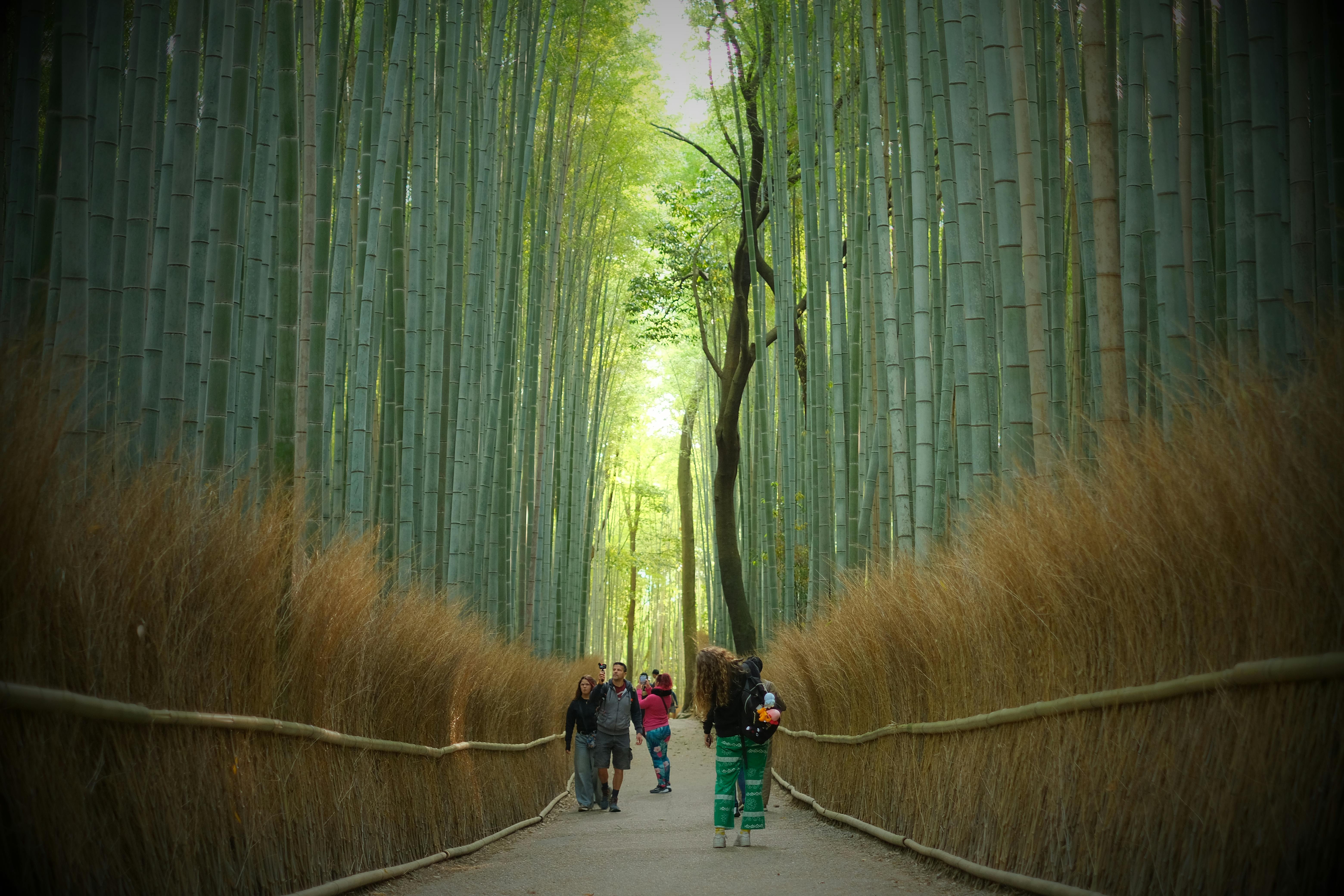 Kyoto's Arashiyama Bamboo Grove: The Ultimate Guide